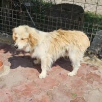 FINLEY (♂) Rüde geb. 2024 Größe: ca. 35cm (VIDEOS)