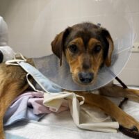 LASKA😭Von den eigenen Besitzern in der Tötung abgegeben😭