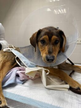 LASKA😭Von den eigenen Besitzern in der Tötung abgegeben😭