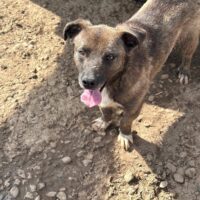 Sasha - 2 Jahre - 30 cm - Zuhause oder Pflegestelle mit evtl. Übernahme gesucht