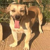 🩷Hübscher, kleiner Rüde: Bibi 2 Jahre & 7 Monate, 30 cm klein!🩷Pflegestelle o. Zuhause gesucht
