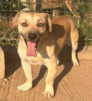 🩷Hübscher, kleiner Rüde: Bibi 2 Jahre & 7 Monate, 30 cm klein!🩷Pflegestelle o. Zuhause gesucht