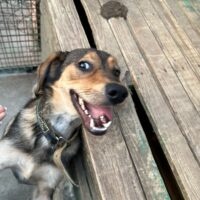 🍀🎉RESERVIERT🎉🍀LASKA😭Von den eigenen Besitzern in der Tötung abgegeben😭