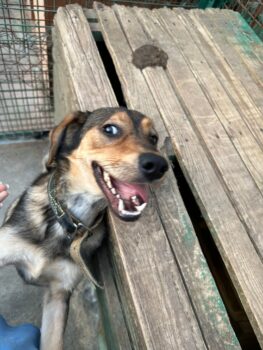 🍀🎉RESERVIERT🎉🍀LASKA😭Von den eigenen Besitzern in der Tötung abgegeben😭