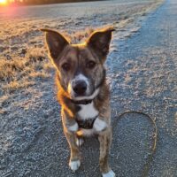 Flori - auf Pflegestelle in Deutschland