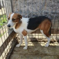 ALDIS (♀): Hündin, geb.: 2018, ca. 40cm, fast ihr Leben lang im Shelter (VIDEO)