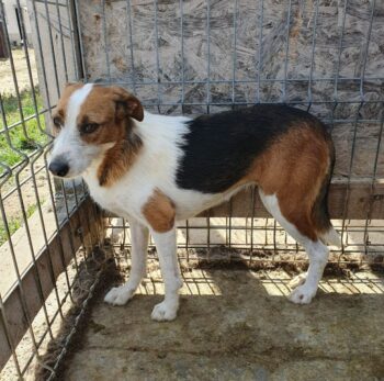 ALDIS (♀): Hündin, geb.: 2018, ca. 40cm, fast ihr Leben lang im Shelter (VIDEO)