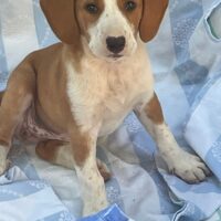 MISHELLE (*04/2025), schnuckeliges Beagle-Mix-Mädchen, verträglich mit allen/allem