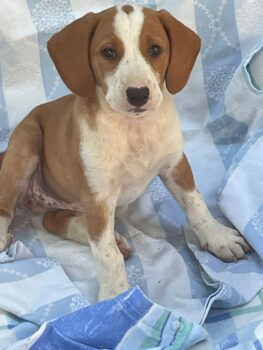 MISHELLE (*04/2025), schnuckeliges Beagle-Mix-Mädchen, verträglich mit allen/allem