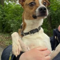 liebenswerter Rosco sucht neues Zuhause