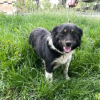 LUPO - 1 Jahr jung - 35 cm - mit VIDEOS