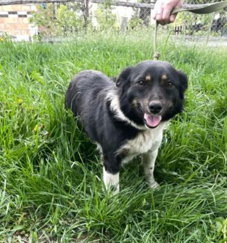 LUPO - 1 Jahr jung - 35 cm - mit VIDEOS