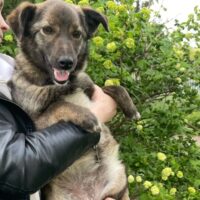Kleine Babs - 35 cm - 1,5 bis 2 Jahre - kennt Katzen - mit VIDEOS !