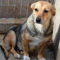 MISHA (♀) Hündin geb. ca. 2019 Größe: ca. 35-40cm (VIDEOS)