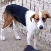 ALDIS (♀): Hündin, geb.: 2018, ca. 40cm, fast ihr Leben lang im Shelter (VIDEO)
