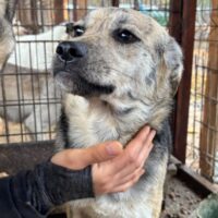 ROXANA (♀) Hündin geb. ca. März 2025 Größe: ca. 35cm (wird mittelgroß) - VIDEO