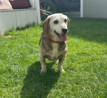 Kuschelsenior Marci in Viernheim sucht seine Menschen