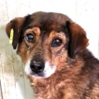 🆘 Für den kleinen, verzweifelten GORAN hat sich nichts getan. Zuhause oder Pflegestelle gesucht🆘