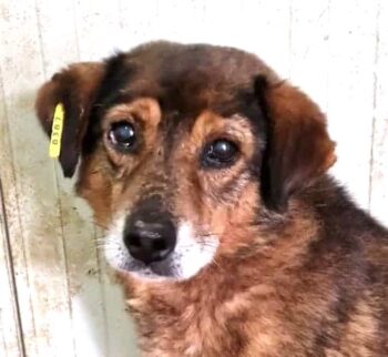 🆘 Für den kleinen, verzweifelten GORAN hat sich nichts getan. Zuhause oder Pflegestelle gesucht🆘