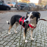 Skadi (weibl., geb. ca. August 2021) - Auf Pflegestelle in Deutschland (VIDEOS)