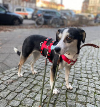 Skadi (weibl., geb. ca. August 2021) - Auf Pflegestelle in Deutschland (VIDEOS)