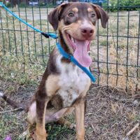LEO, 7 Mon. alter Mix-Rüde, lustiger Charmeur, toll mit Kindern und Hunden