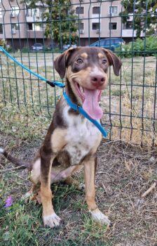 LEO, 7 Mon. alter Mix-Rüde, lustiger Charmeur, toll mit Kindern und Hunden
