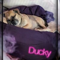 Suche ein Beagle Mix (Puggle)