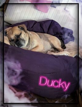 Suche ein Beagle Mix (Puggle)