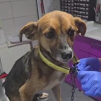 INDIA (ca. 3 Jahre) - Wurde an der Kette gehalten