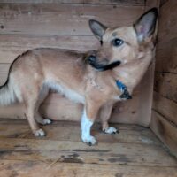 🆘Wer rettet Bonnie aus der Tötung?🆘