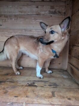 🆘Wer rettet Bonnie aus der Tötung?🆘