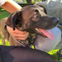 💔Wer hat ein Zuhause für Sayka?💔Ca. 1,5-2 Jahre / 35-40 cm (VIDEOS)