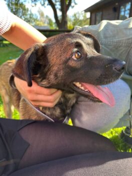 💔Wer hat ein Zuhause für Sayka?💔Ca. 1,5-2 Jahre / 35-40 cm (VIDEOS)