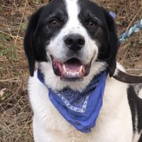 REKS - 6 J. alter, verschmuster, ruhiger Mix-Rüde, verträglich mit Katzen, Kindern, Hunden