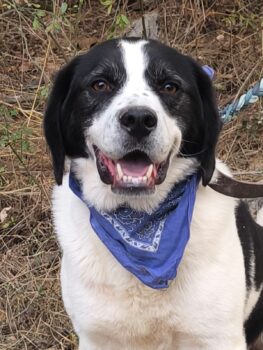 REKS - 6 J. alter, verschmuster, ruhiger Mix-Rüde, verträglich mit Katzen, Kindern, Hunden