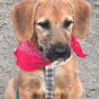 BRITANY, 6 Mon. alte, lustige, verspielte Hündin, toll mit Kindern, Katzen, Hunden