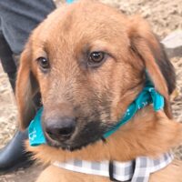BRUNO - 4 Mon. alter Mix-Rüde, mittelgroß werdend, lieb zu Kindern und Erwachsenen
