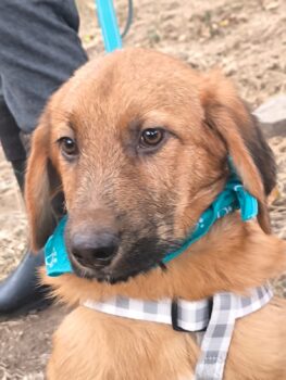 BRUNO - 4 Mon. alter Mix-Rüde, mittelgroß werdend, lieb zu Kindern und Erwachsenen