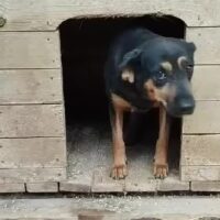 DESI - 45 cm - 2 Jahre - bescheiden und freundlich