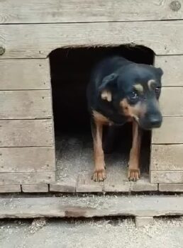 DESI - 45 cm - 2 Jahre - bescheiden und freundlich