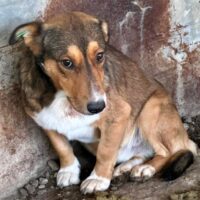 FRIEDL (♂) – Notfall – Angstschnapper – Mobbingopfer – muss schnell raus, um zu überleben!