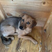 Linda - noch kein Jahr alt - Wurde von ihren Besitzern in der Tötung abgegeben 😭