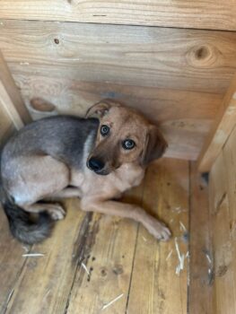 Linda - noch kein Jahr alt - Wurde von ihren Besitzern in der Tötung abgegeben 😭