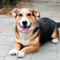 WINSTON - Sitzt in der Tötung und hofft auf Rettung - 35 cm klein - Corgi-Mix