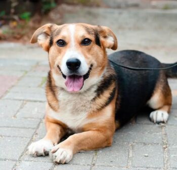 WINSTON - Sitzt in der Tötung und hofft auf Rettung - 35 cm klein - Corgi-Mix