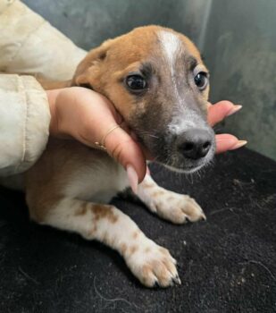 TALI - Sieht mich denn niemand?