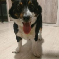 Timmy (33 cm klein / ca. 4 Jahre) 💔 Lebte an der Kette 💔Wurde mit Essensresten gefüttert