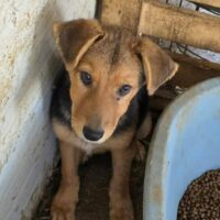 Angel - geb. Januar 2025 - Zuhause oder Pflegestelle gesucht