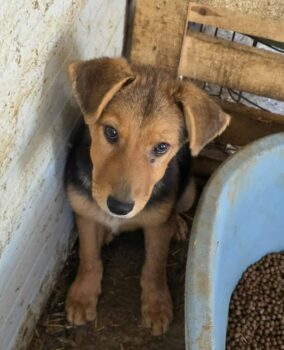 Angel - geb. Januar 2025 - Zuhause oder Pflegestelle gesucht